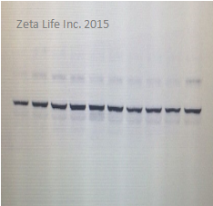 Goat Anti-Mouse IgG Antibody (H&L) HRP (Z8001)